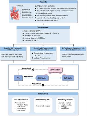 Impact of systemic lupus erythematosus on cardiovascular morphologic and functional phenotypes: a Mendelian randomization analysis